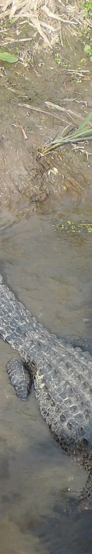 Krokodilsichtung bei der Swamp-Tour